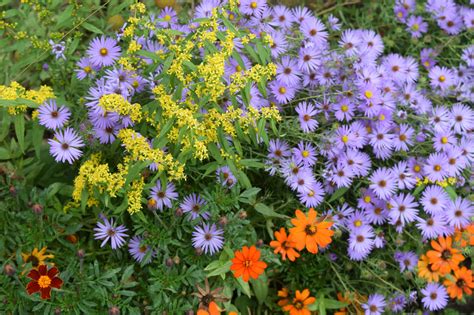 Companion Planting Your Asters